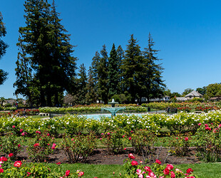 A STROLL AROUND THE SAN JOSE ROSE GARDEN